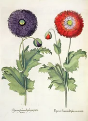 Unikot: 1. Unikko monikukkaisessa ruumiillistumassa; 2. Papaver-kukka Hortus Eystettensisistä, kirjoittanut Basil Besler (1561-1629), pub. 1613