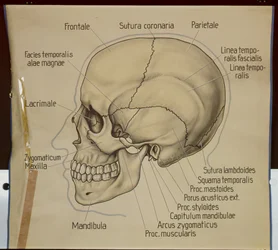 Juliste ihmisen kallon sivukuvasta