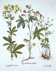 Potentillas, Hortus Eystettensis, kirjoittanut Basil Besler (1561-1629), pub. 1613 (käsinvärinen kaiverrus)