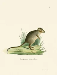 Potoroo (värillinen kaiverrus)