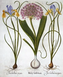 Purple Sensation ja Spanish Irises, Hortus Eystettensis, kirjoittanut Basil Besler (1561-1629), pub. 1613 (käsinvärinen kaiverrus)
