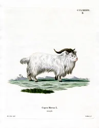 Pygmy Goat (värillinen kaiverrus)