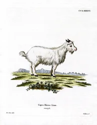 Pygmy Goat (värillinen kaiverrus)