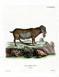 Pygmy Goat (värillinen kaiverrus)