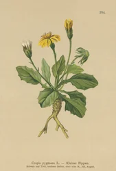Kääpiöhaukkaparta (Crepis pygmaea, Hieracium pumilum)