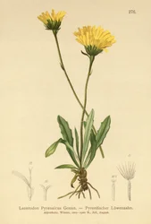 Pyreneiden haukkakoira (Leontodon Pyrenaicum, Leontodon Pyrenaicus, )