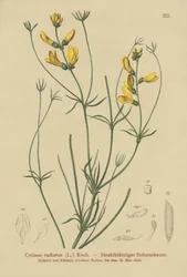 Sädeluuta (Cytisus radiatus, Cytisanthus radiatus, Genista radiata)