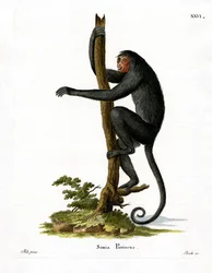 Punanaamainen Spider Monkey (värillinen kaiverrus)