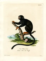 Punakätinen Tamarin (värillinen kaiverrus)