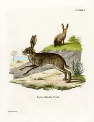 Punakaulainen Scrub Hare (värillinen kaiverrus)