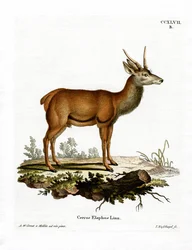 Red Deer (värillinen kaiverrus)