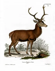Red Deer (värillinen kaiverrus)
