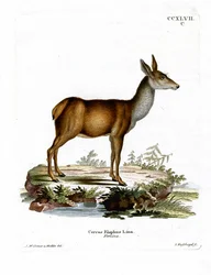 Red Deer (värillinen kaiverrus)