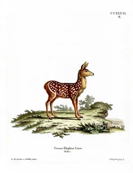 Red Deer Fawn (värillinen kaiverrus)