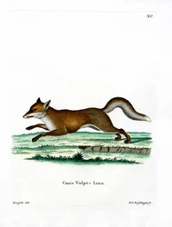 Red Fox (värillinen kaiverrus)