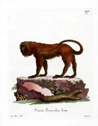 Red Howler (värillinen kaiverrus)