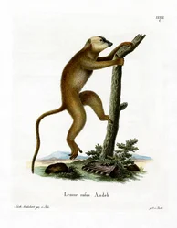 Red Lemur (värillinen kaiverrus)