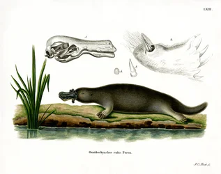 Red Platypus (värillinen kaiverrus)