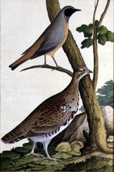 Leppälintu (Phoenicurus phoenicurus) ja pyy, noin 1740