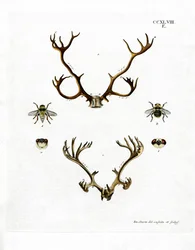 Poronsarvet (värillinen kaiverrus)