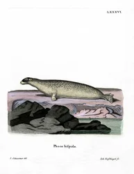 Sinetti (värillinen kaiverrus)