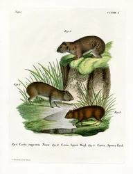 Rock Cavy (värillinen kaiverrus)