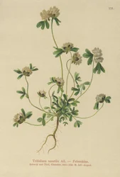Kiviapila (Trifolium saxatile)
