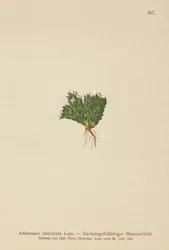 kivijasmiini (Androsace imbricata, Aretia imbricata)