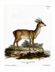 Roe Deer (värillinen kaiverrus)