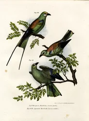 Roller, 1864
