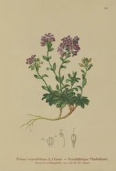 Pyöreälehtinen pennykrassi (Thlaspi rotundifolium, Noccaea rotundifolia, Thlaspi cepaeifolium subsp. rotundifolium)