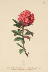 Rusty-Leaved Alpenrose (Rhododendron ferrugineum)