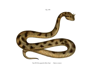 Sahara Sand Viper (väri litho)