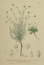 Sandworm (Moehringia glaucovirens, Möhringia glaucovirens, Möhringia glauca, Moehringia glauca, Arenaria glaucovirens)