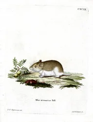 Sandy Mole Rat (värillinen kaiverrus)