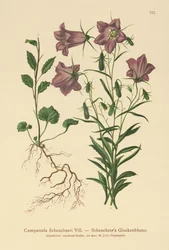 Scheuchzerin kellokukka (Campanula Scheuzeri)