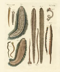 Merimadot (värillinen kaiverrus)