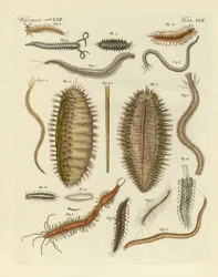 Merimadot