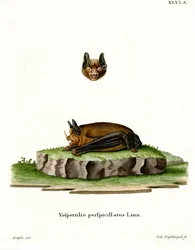 Seban lyhythäntälepakko