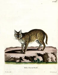 Serval (värillinen kaiverrus)