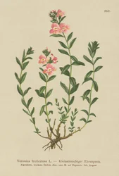 Shrubby Speedwell (Veronica fruticulosa, Veronica frutescens)