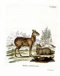 Siperian myskihirvi (värillinen kaiverrus)