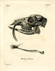 Siperian myskihirvi (värillinen kaiverrus)