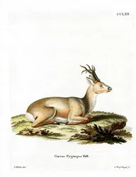 Siperianmetti (värillinen kaiverrus)