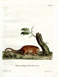 Silky Antteater (värillinen kaiverrus)