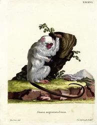 Hopeinen Marmoset (värillinen kaiverrus)