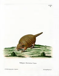 Kuusikaistainen Armadillo (värillinen kaiverrus)