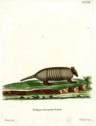 Kuusikaistainen Armadillo (värillinen kaiverrus)