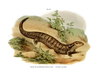 Nahka (väri litho)