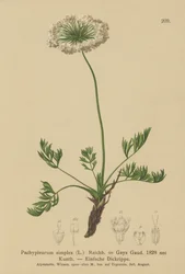 Pieni alppilude (Pachypleurum mutellinoides, Pachypleurum simplex Pachypleurum alpinum, Pachypleurum simplex, Neogaya simplex, Gaya simplex, Ligusticum simplex)